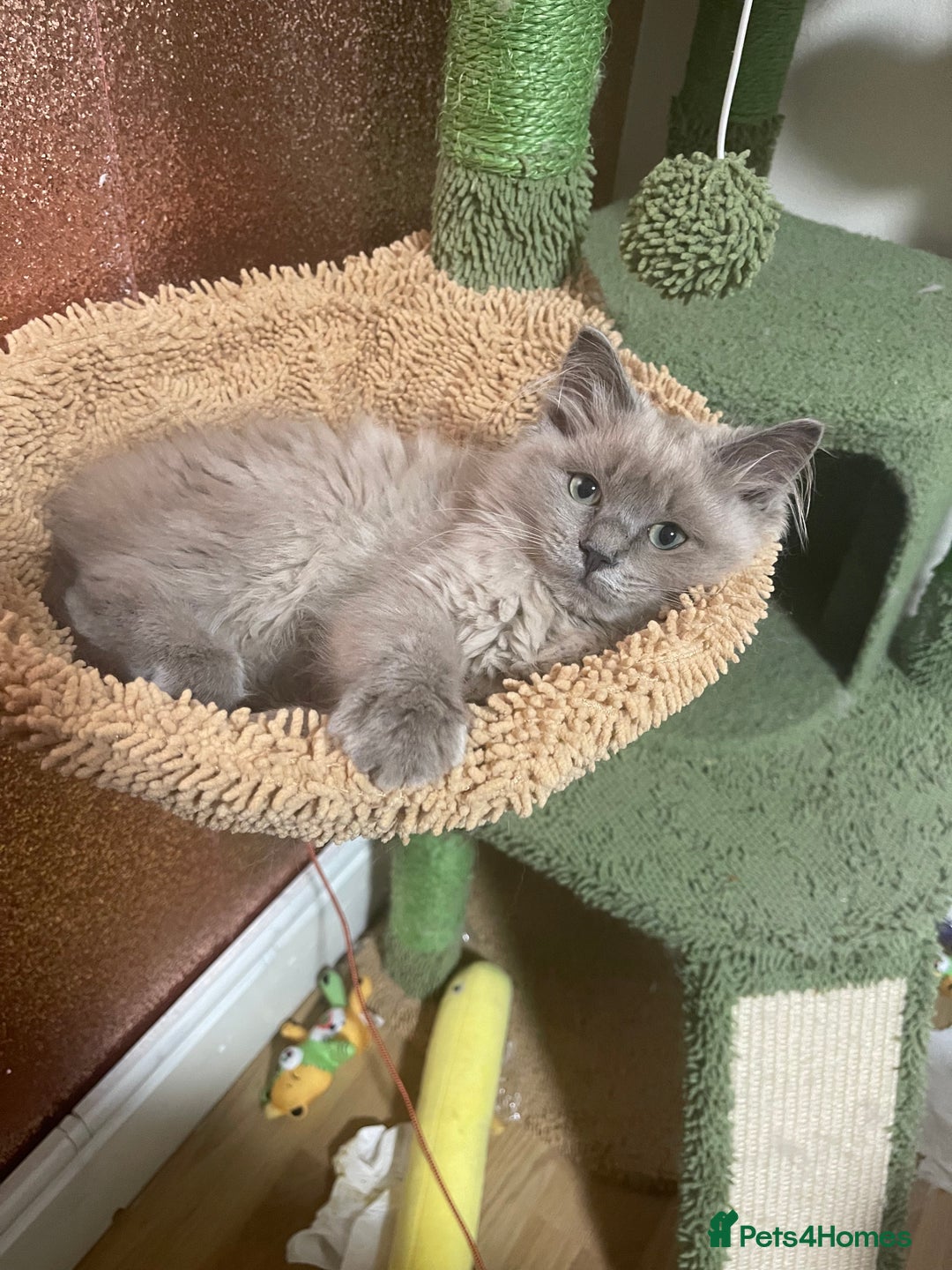 Ragdoll cats for sale: Rare mink female kitten  - Advert 1