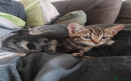 Mixed Breed cats for sale: Cute boy looking for forever ,loving home - Image 1