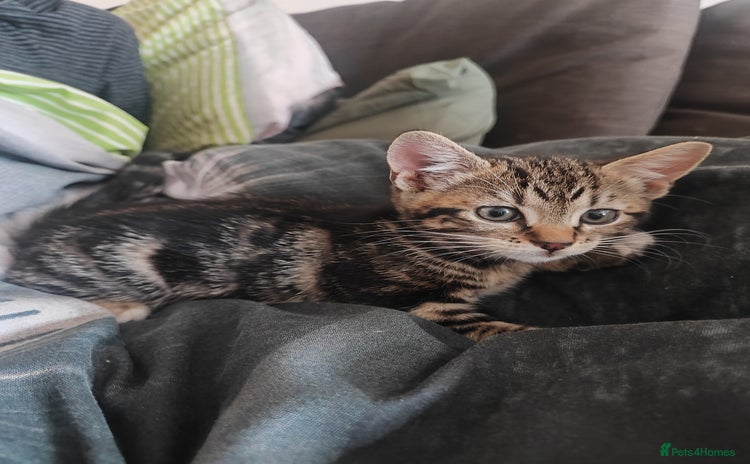 Mixed Breed cats for sale - Advert 2