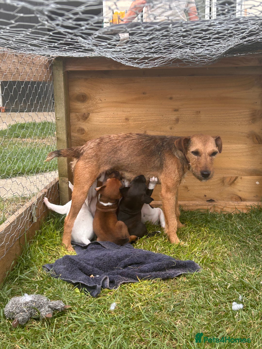 Mixed Breed dogs for sale: Jack Russels  - Image 11