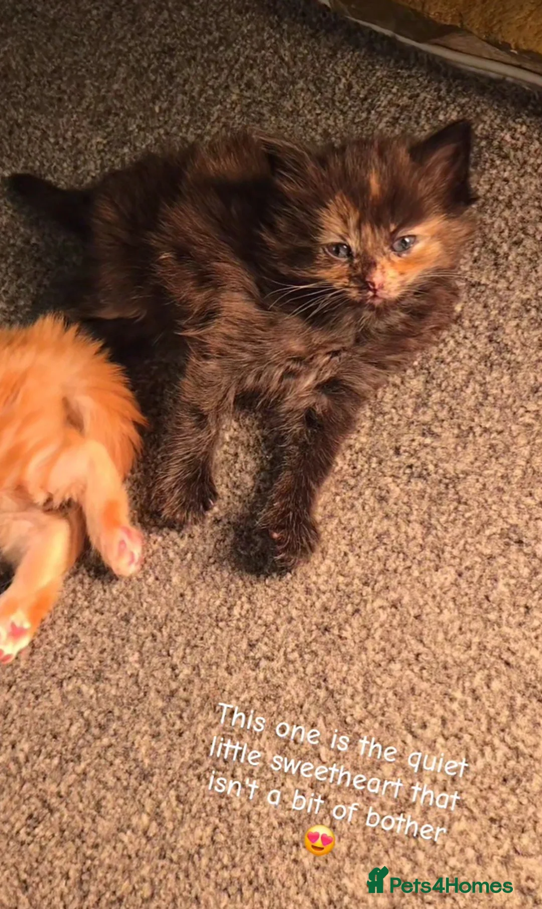 Mixed Breed cats for sale: Ragcoon mix kittens - Advert 11