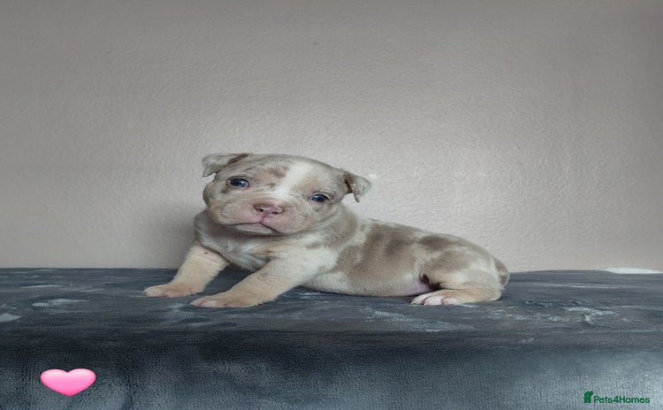 American Bully dogs - Advert 2