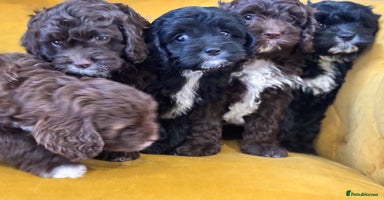 Cavapoo dogs - Advert 12