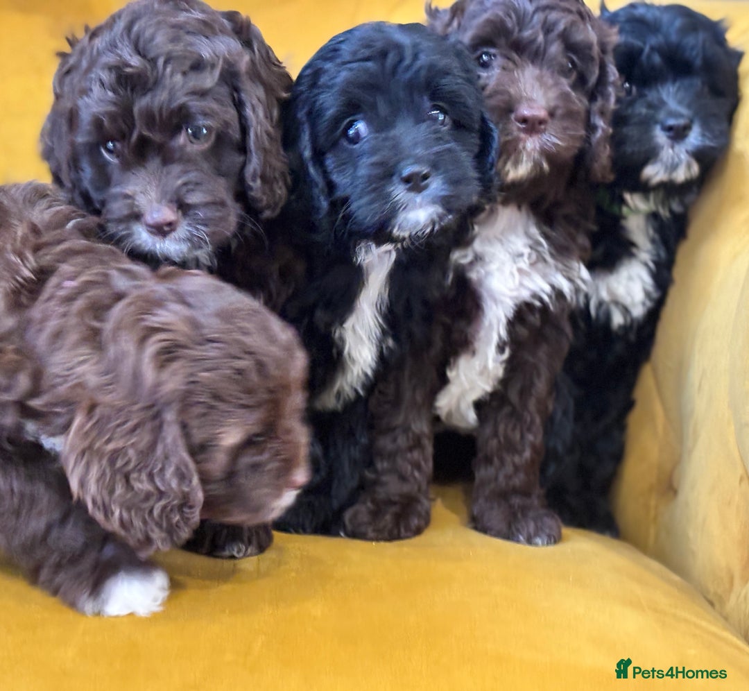Cavapoo dogs for sale: F1 Cavapoo pups. Beautiful litter of five bitches. - Image 2