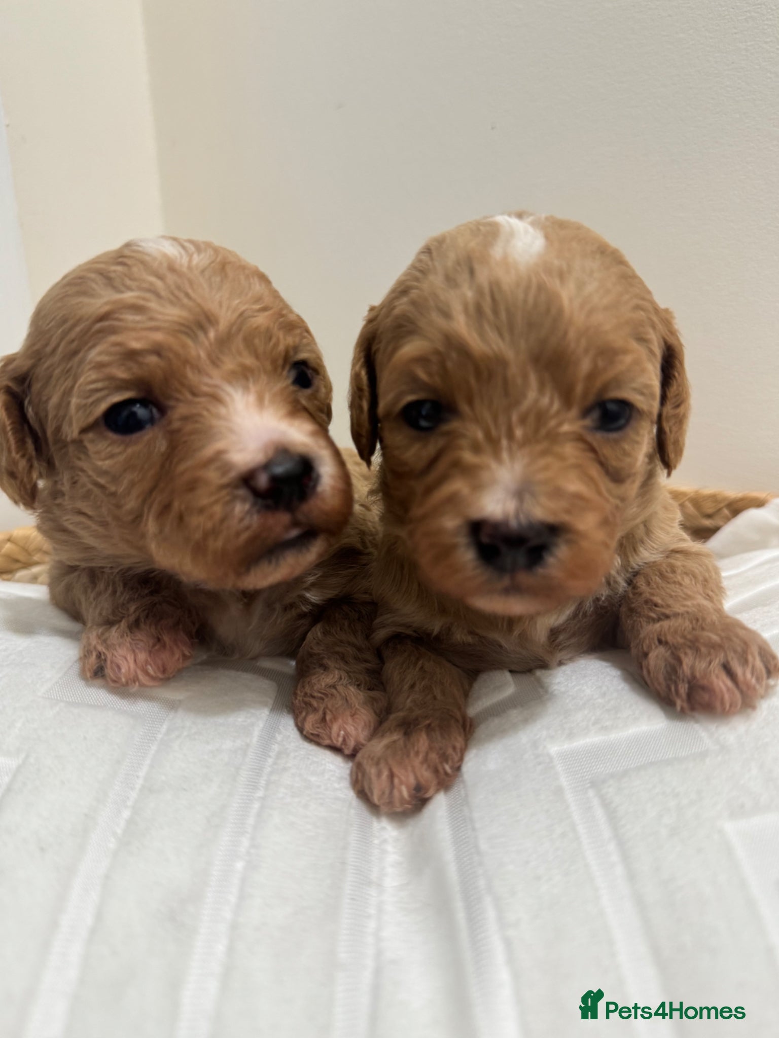 Maltipoo dogs for sale: Adorable Rare Tiny Maltipoo 🐾  - Advert 3