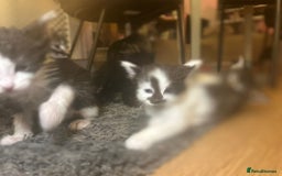 Mixed Breed cats for sale: Soft, Sweet, and Full of Fun…. - Advert 24