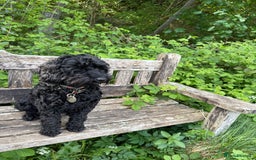 Cockapoo dogs for sale: F1 Cockapoo's - Image 14