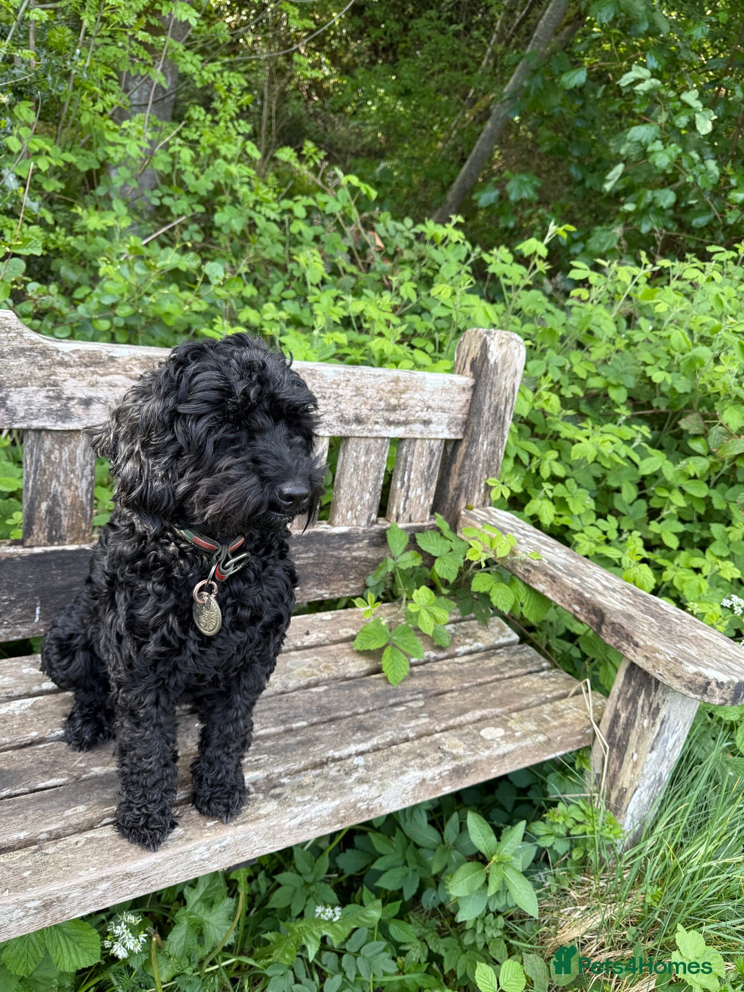 Cockapoo dogs for sale: F1 Cockapoo's - Image 14