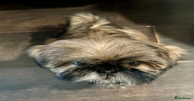 Shih Tzu dogs - Advert 8