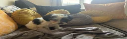 Mixed Breed dogs for sale: Dogs hair don’t fall out look like cokapoos  - Advert 6