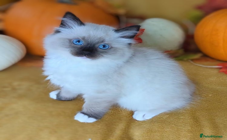 Ragdoll cats - Advert 1