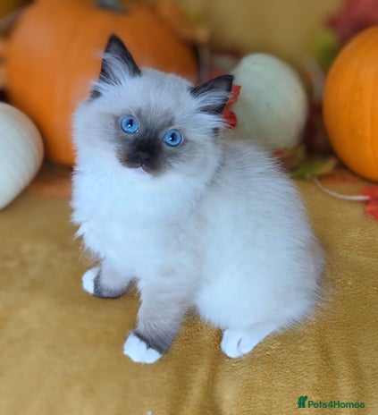 Ragdoll cats - Advert 1