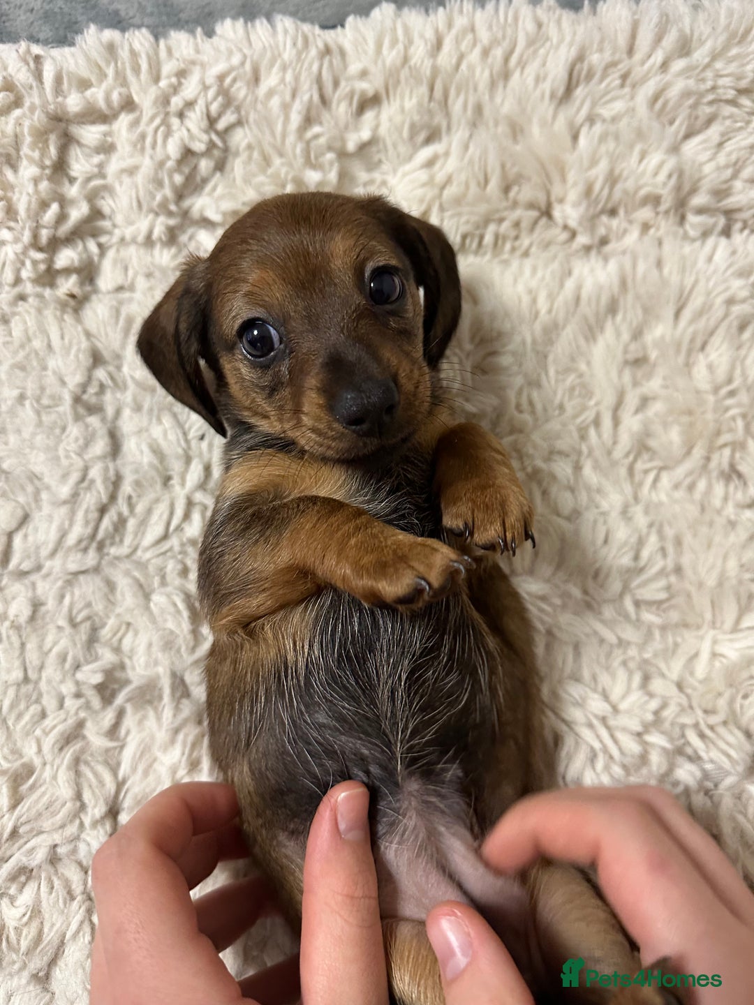 Miniature Dachshund dogs for sale: Mini dachshund  - Advert 7