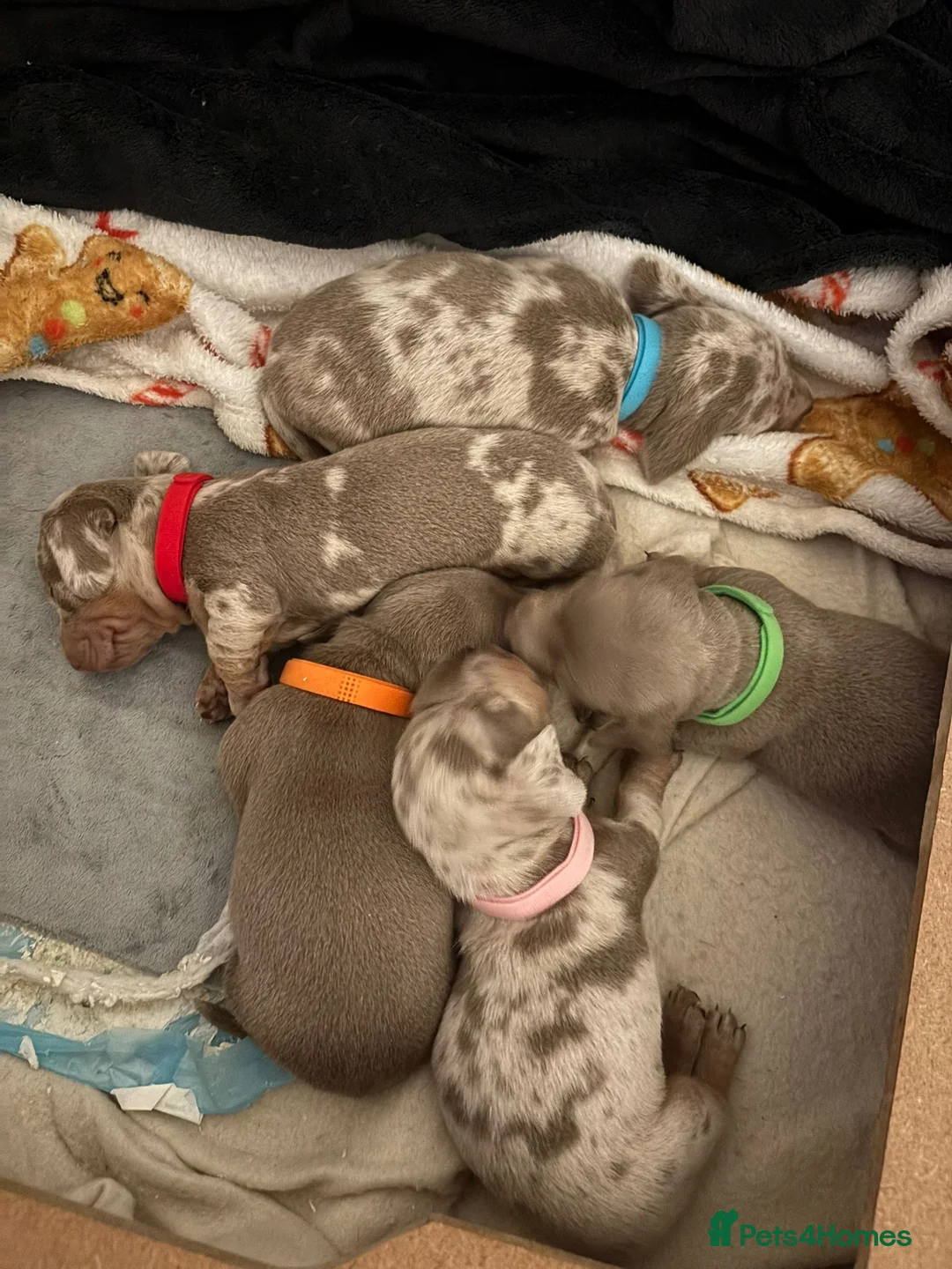 Dachshund dogs for sale: 3 beautiful Pups ready for new homes on 6th March - Advert 2