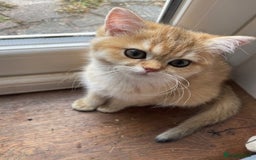 British Shorthair cats for sale: beautiful golden bsh kittens - Image 14