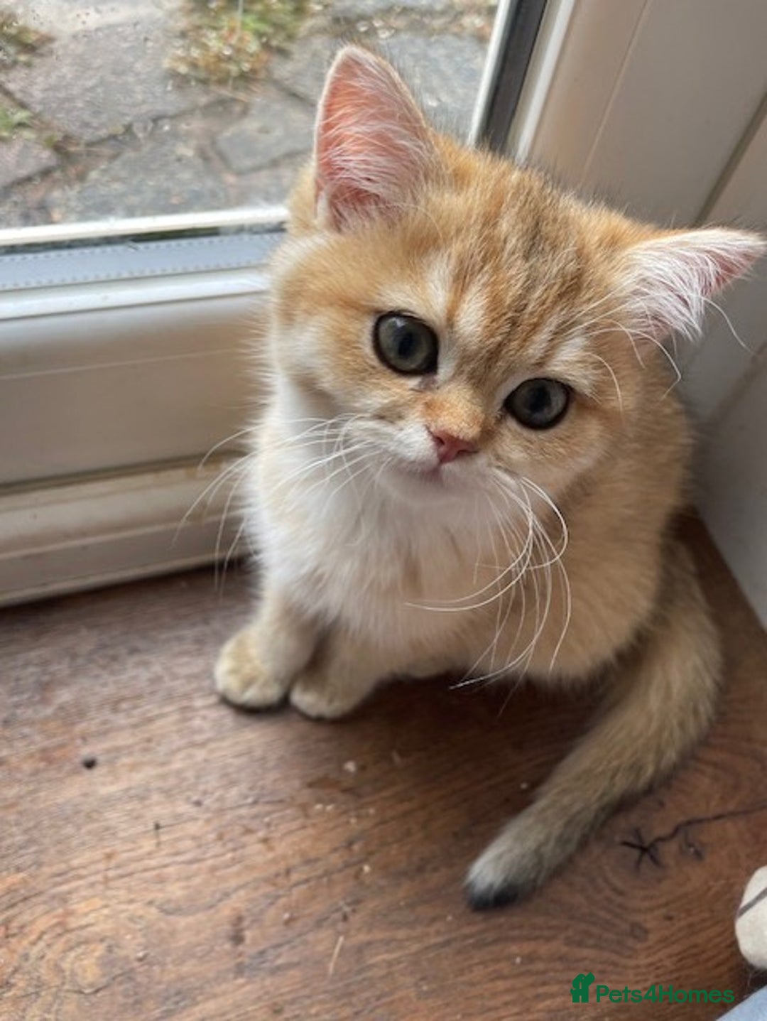 British Shorthair cats for sale: beautiful golden bsh kittens - Image 14