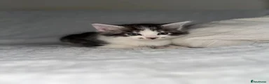 Maine Coon Kitten 5