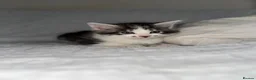 Maine Coon cats for sale: GORGEOUS MAINE COON KITTENS - Advert 16