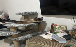 Ragdoll cats for sale: Ragdoll - Image 2