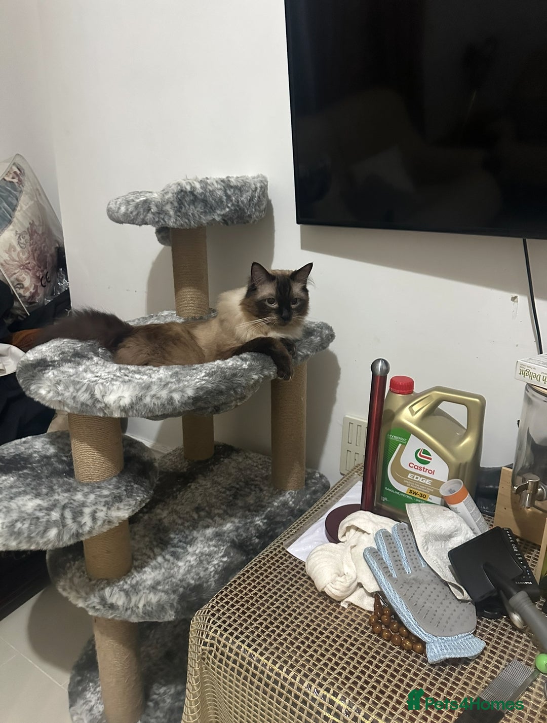 Ragdoll cats for sale: Ragdoll - Image 2