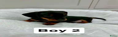 Miniature Dachshund Puppy 2