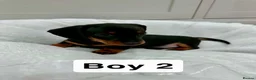 Miniature Dachshund dogs for sale: 3 Male Mini Smooth Haired Dachshund Puppies - Advert 10
