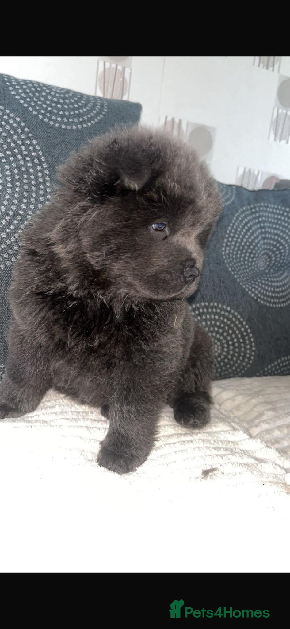 Chow Chow dogs Lilac and blue chow chows rare dna 🧬 ay/at - Advert 2