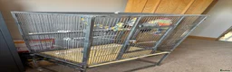 Cockatiels birds for sale: 3 mixed cockatiels 1 hand tame with 2 cages  - Advert 4