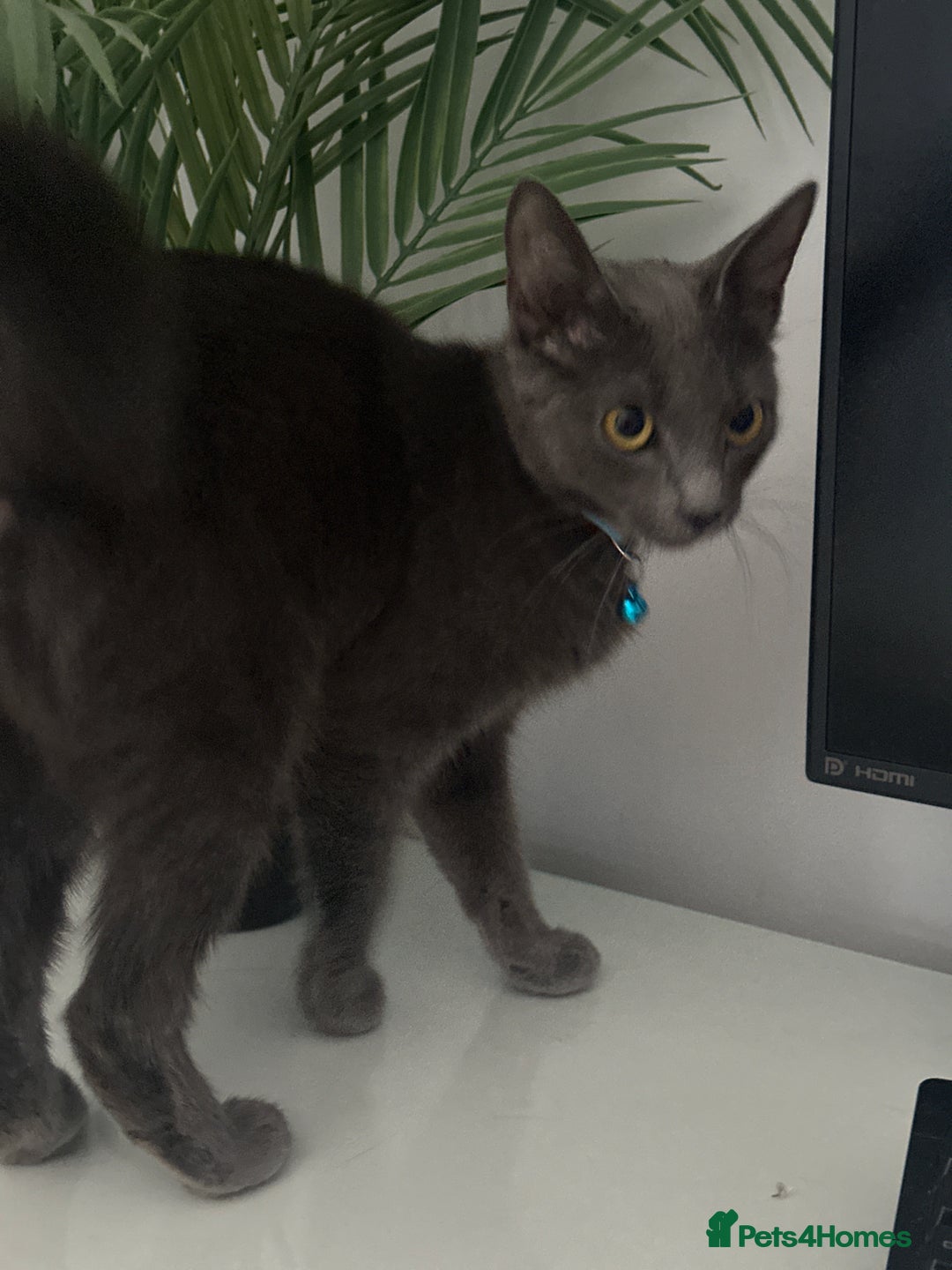 Mixed Breed cats for sale: Simba ( free to a good home )  - Image 2