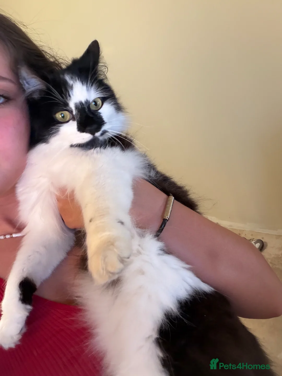 Persian cats for sale: Black and white Persian  in Manchester - Advert 5