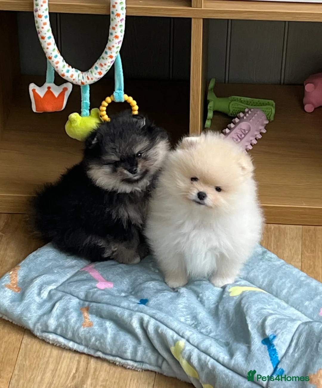 Pomeranian dogs for sale: Two Pom boys are looking for a loving families  - Advert 1