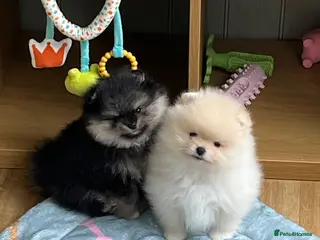 Pomeranian dogs Two Pom boys are looking for a loving families - Advert 14