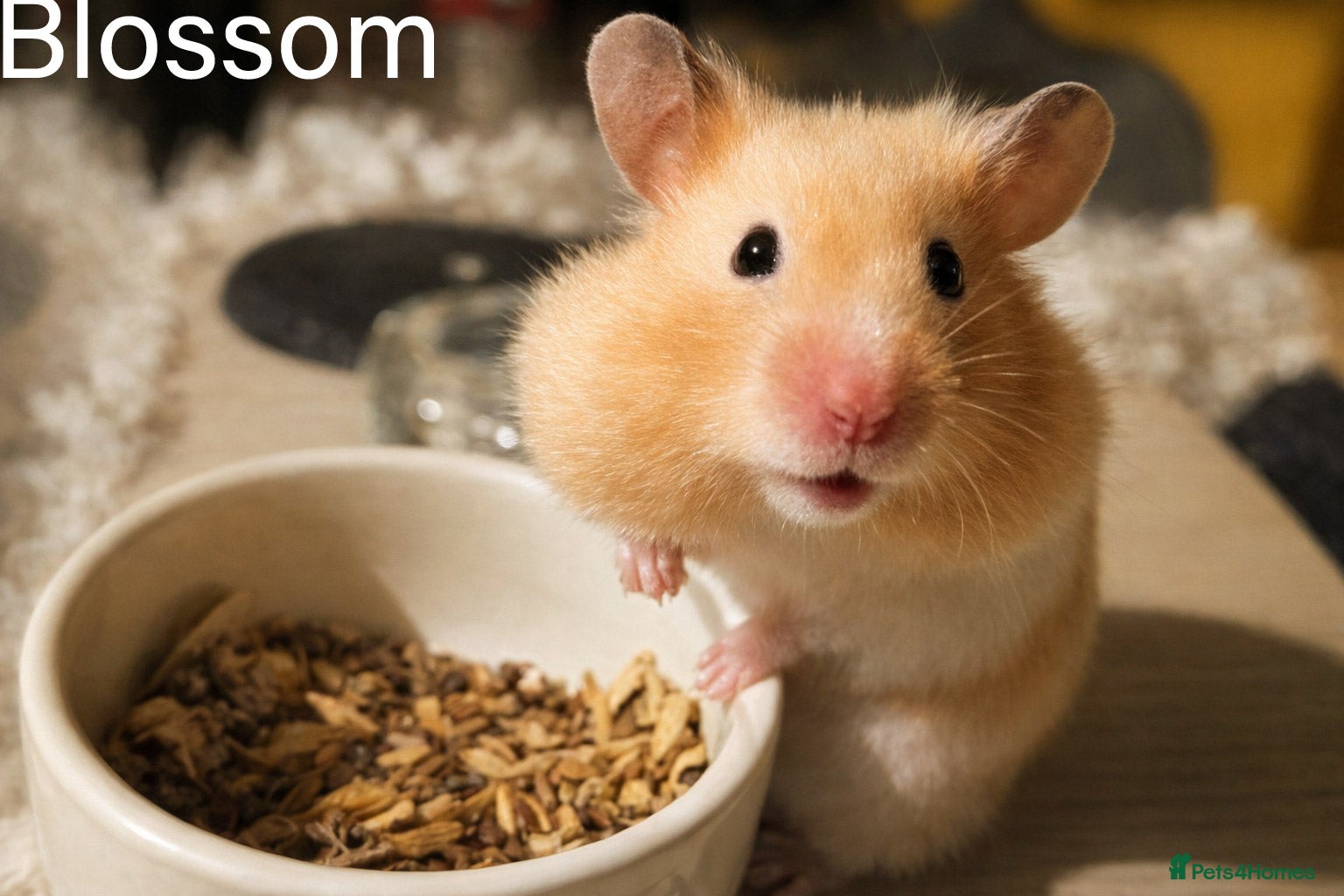 Hamster rodents Hundred Acre Hamster Rescue  - Advert 1