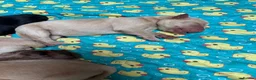 Labrador Retriever dogs for sale: 🐾🐕 New healthy, clean happy Labrador KC pup - Advert 19