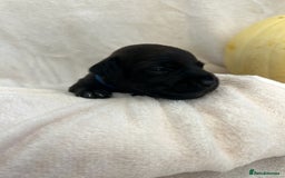 Patterjack dogs for sale: Patterdale x jackrussel  - Image 5