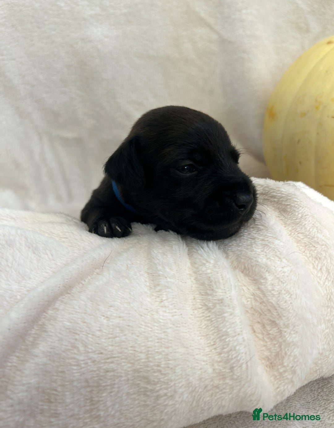 Patterjack dogs for sale: Patterdale x jackrussel  - Image 5