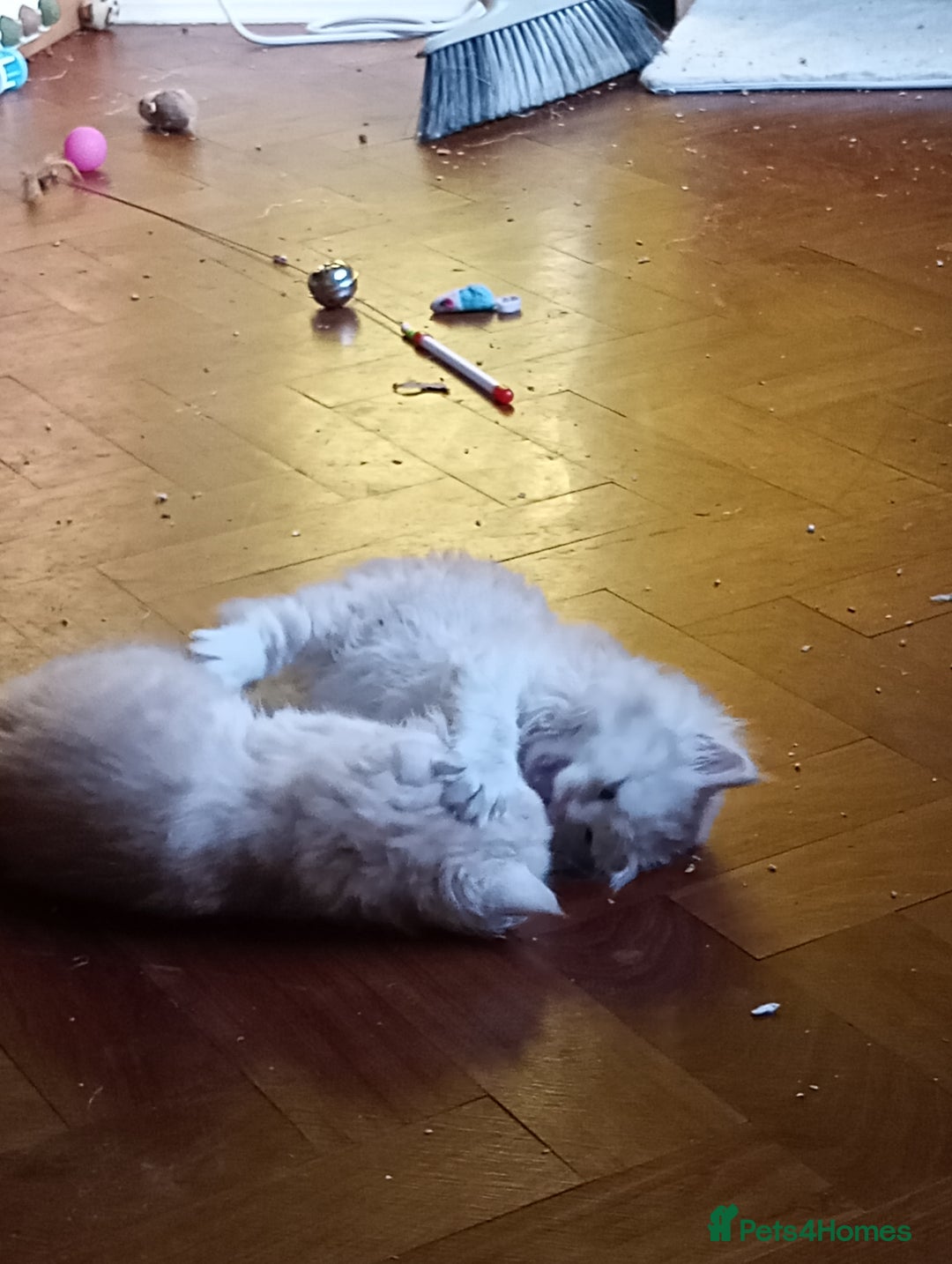 Maine Coon cats for sale: Maine coon kittens - Advert 13