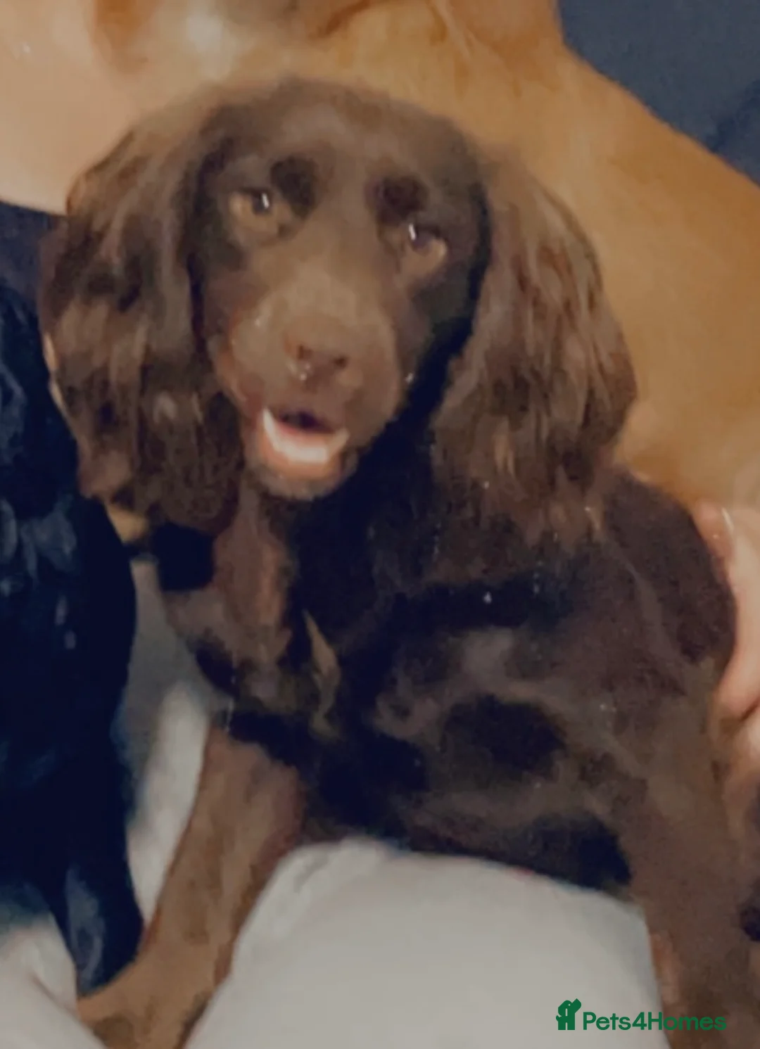 Cocker Spaniel dogs for stud: Cocker spaniel dog for stud  - Advert 9