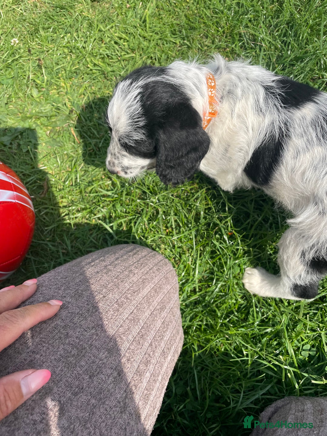 Mixed Breed dogs for sale: Last girl Ready to go Rare Dalmadoodle puppies 🏡 - Image 20