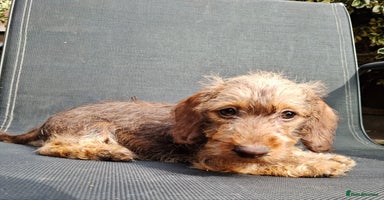 Miniature Dachshund dogs - Advert 2