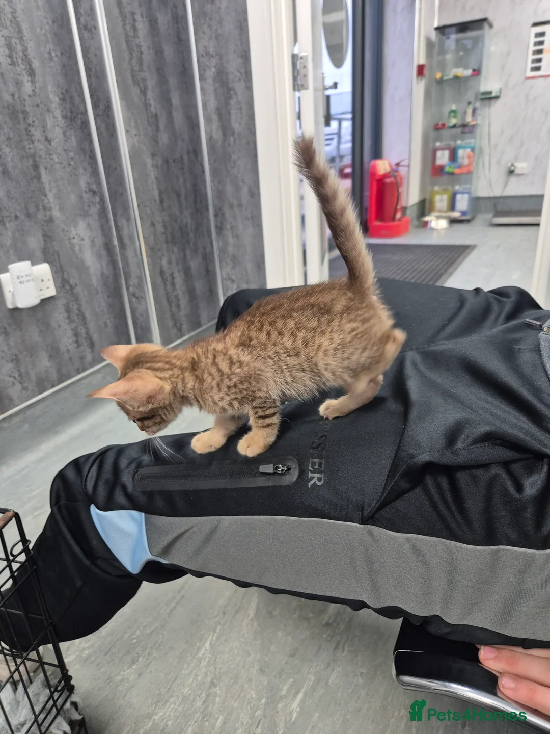 Serengeti cats for sale: Seringetti kittens  - Advert 2