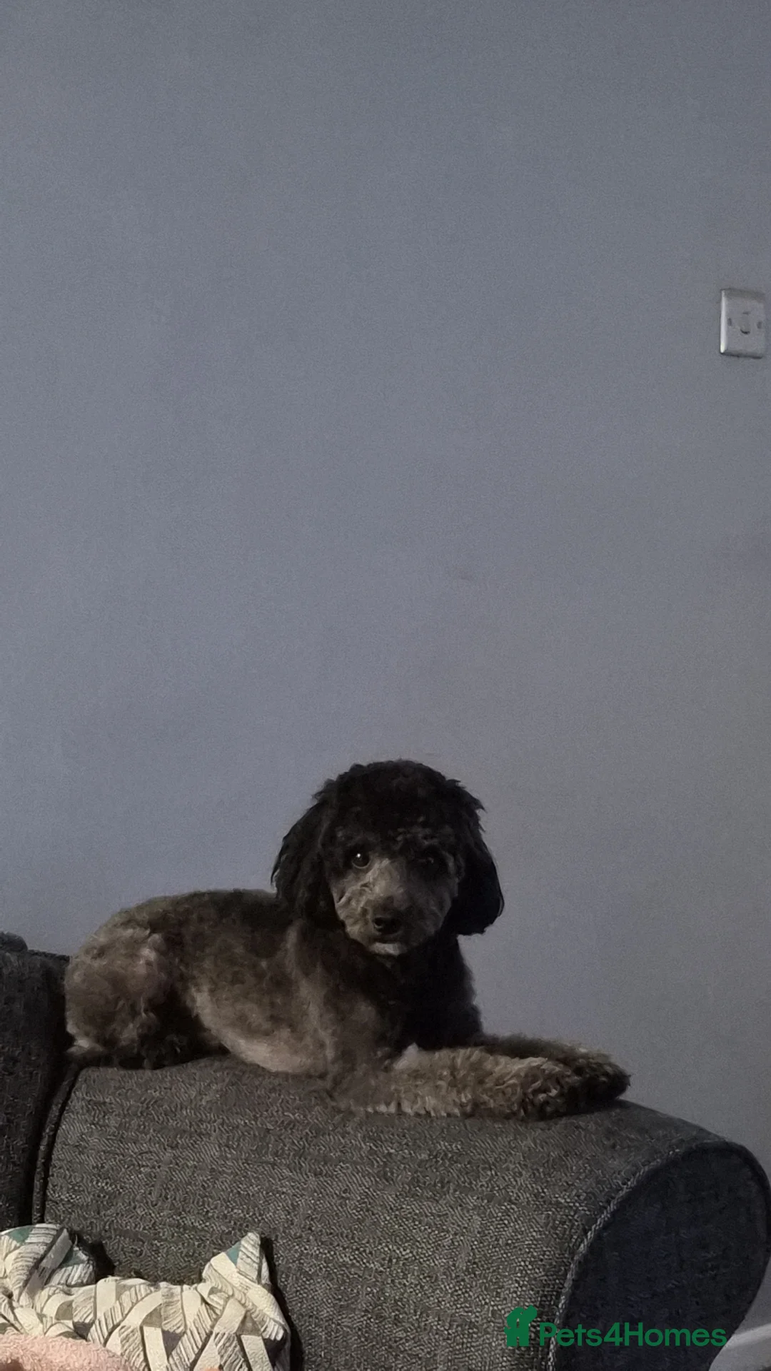 Cockapoo dogs for stud: Rocco - Advert 2