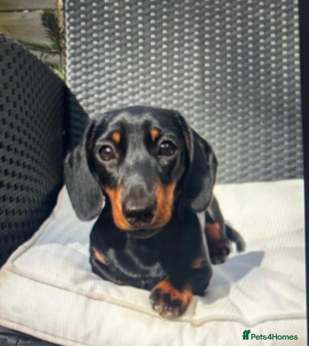 Miniature Dachshund dogs for sale: 🐾 KC Mini Dachshund Puppies – Champion Bloodlines - Advert 2