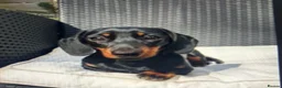 Miniature Dachshund dogs for sale: 🐾 KC Mini Dachshund Puppies – Champion Bloodlines - Advert 2
