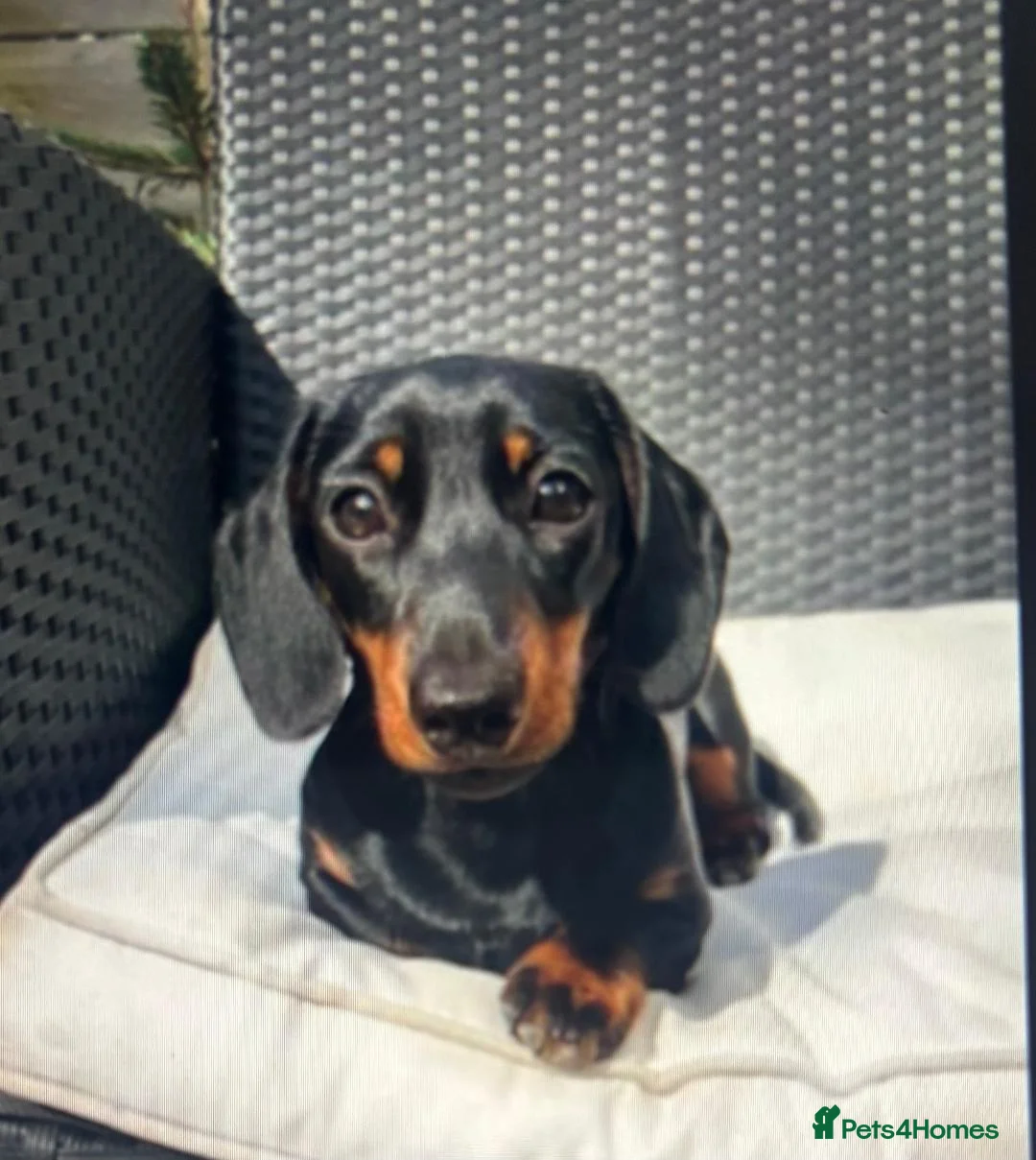 Miniature Dachshund dogs for sale: 🐾 KC Mini Dachshund Puppies – Champion Bloodlines - Advert 2