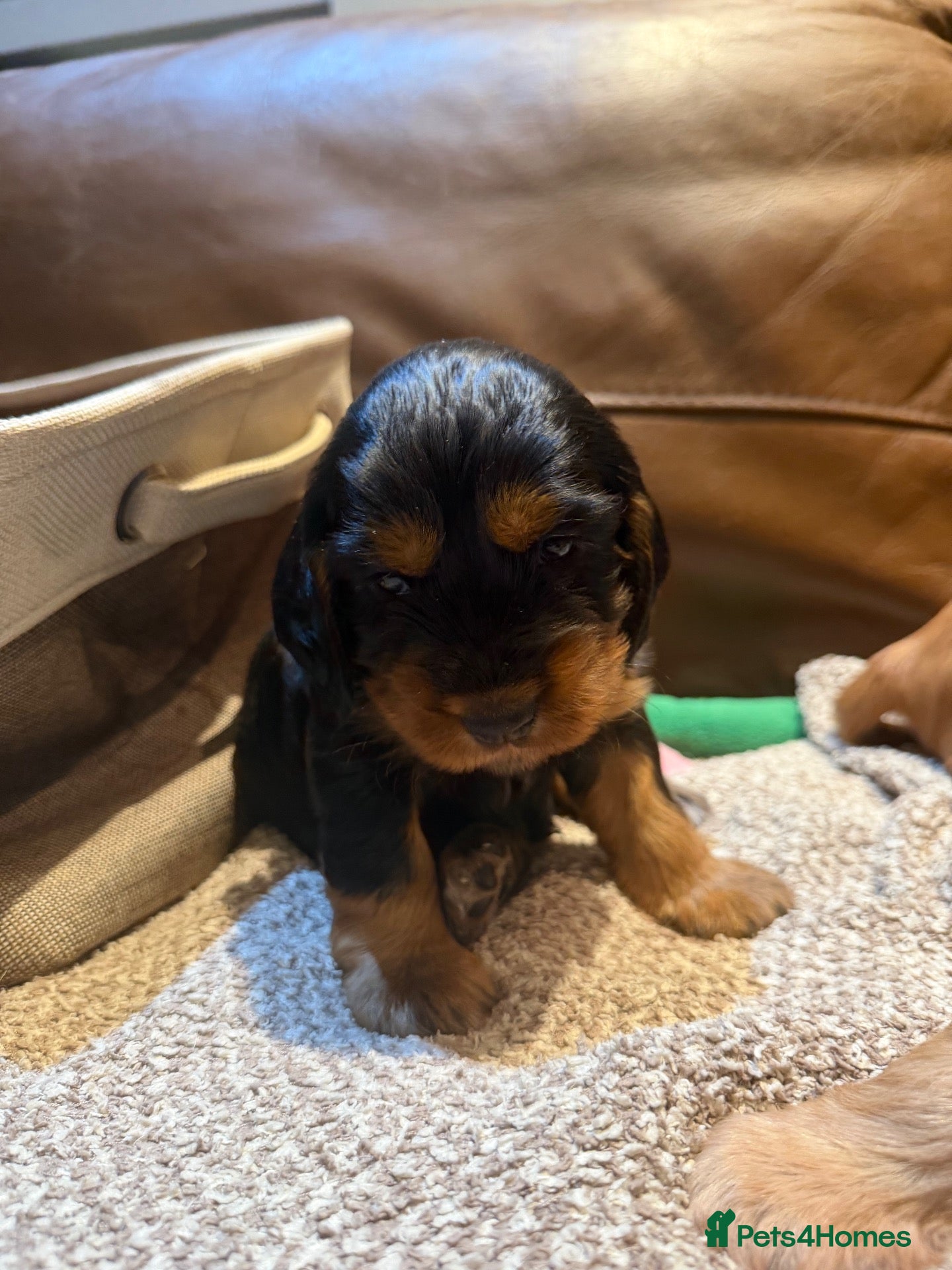 Cockapoo dogs for sale: Stunning Cockapoo F1 puppies  - Advert 2