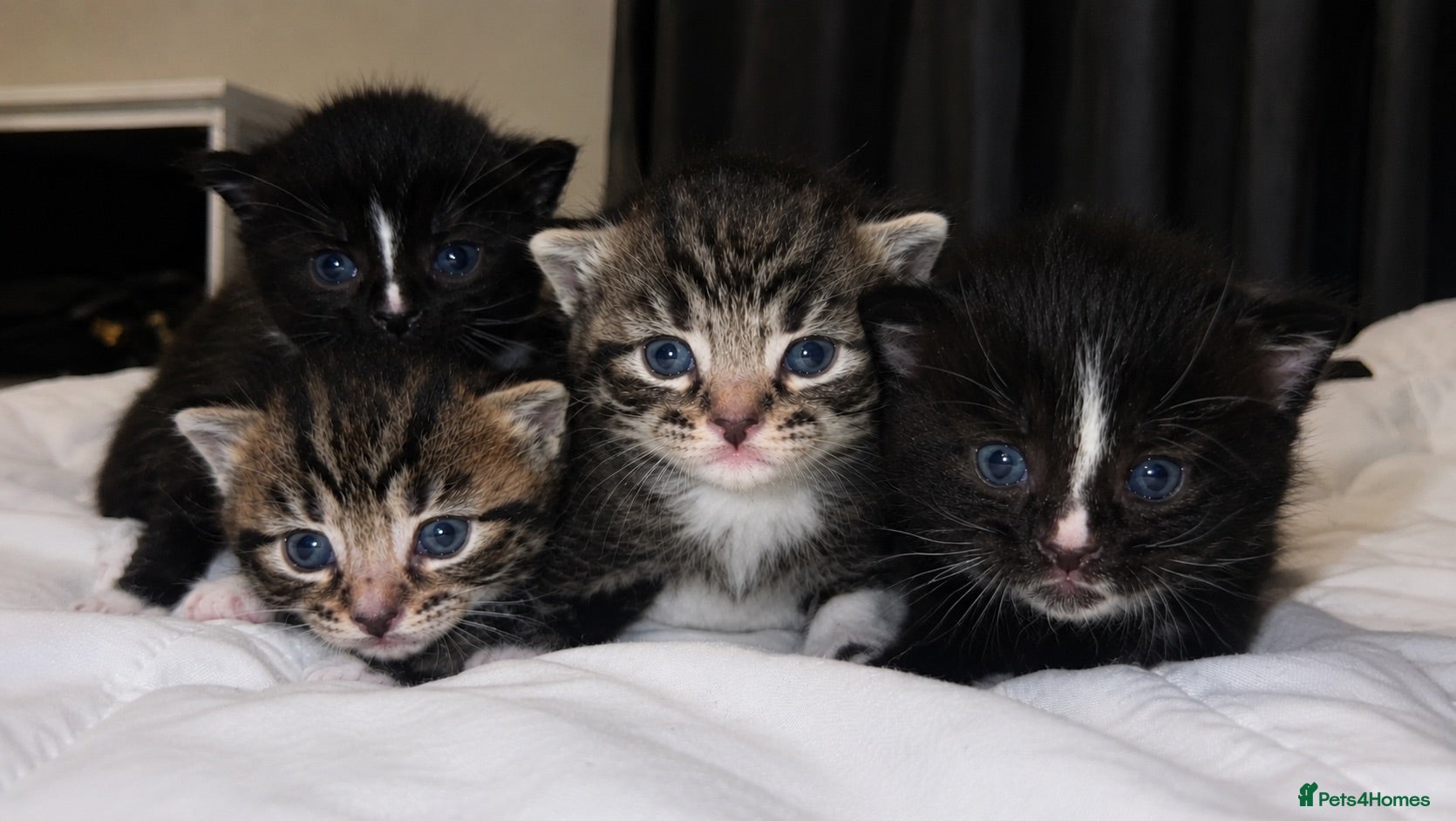 Turkish Angora cats 🐾 Exceptional Turkish Angora x Kittens in Belper - Advert 3