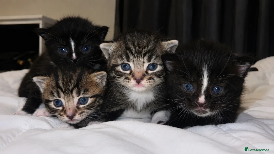 Turkish Angora cats for sale: 🐾 Exceptional Turkish Angora x Kittens in Belper - Advert 2