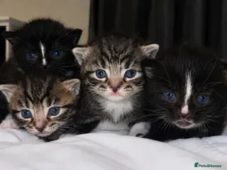 Turkish Angora cats 🐾 Exceptional Turkish Angora x Kittens in Belper - Advert 3