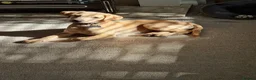 Labrador Retriever dogs for sale: Lovely 14 week old golden boy labrador - Advert 3